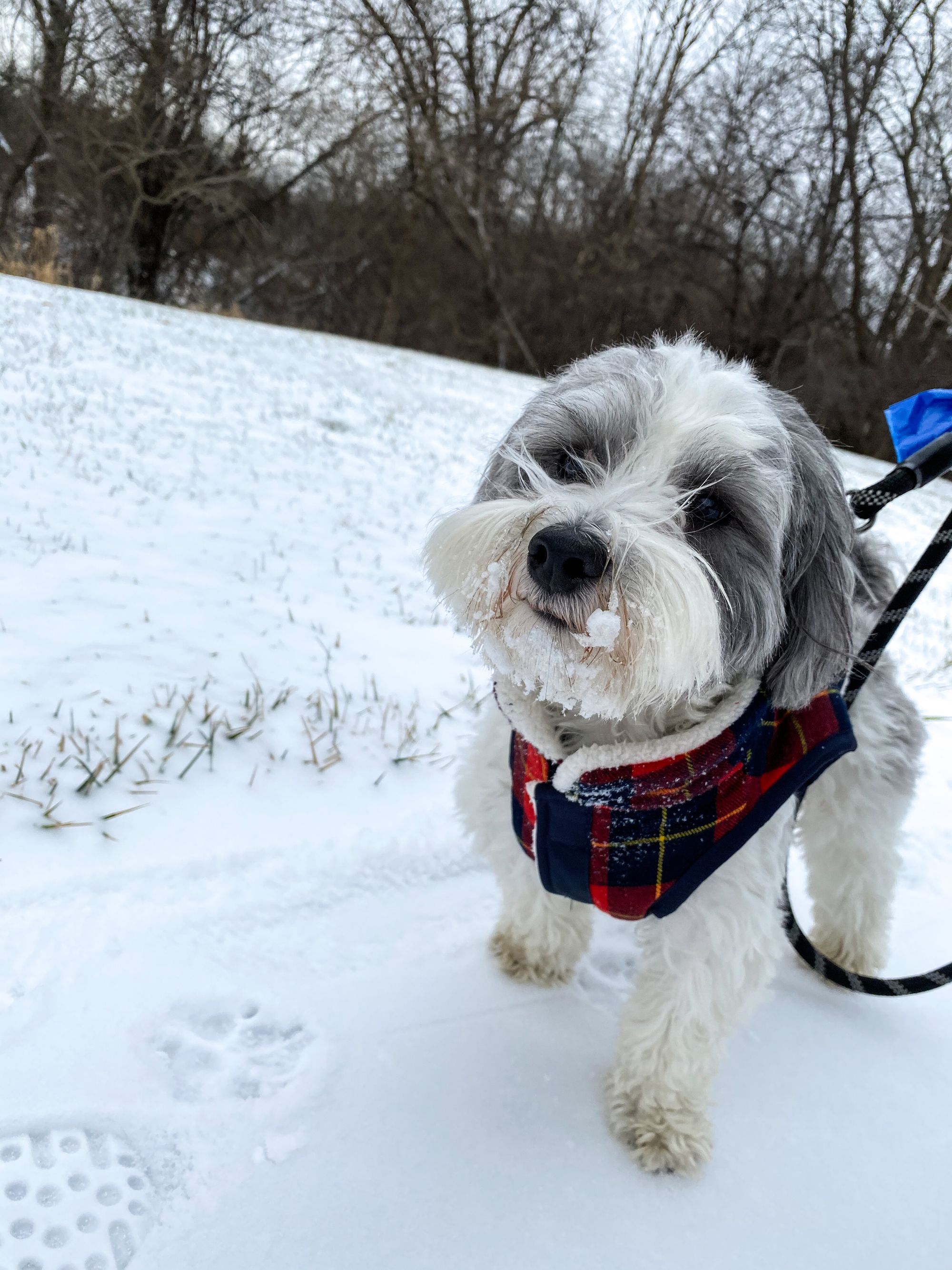 Deep Fusion and Indoor Dog Photos