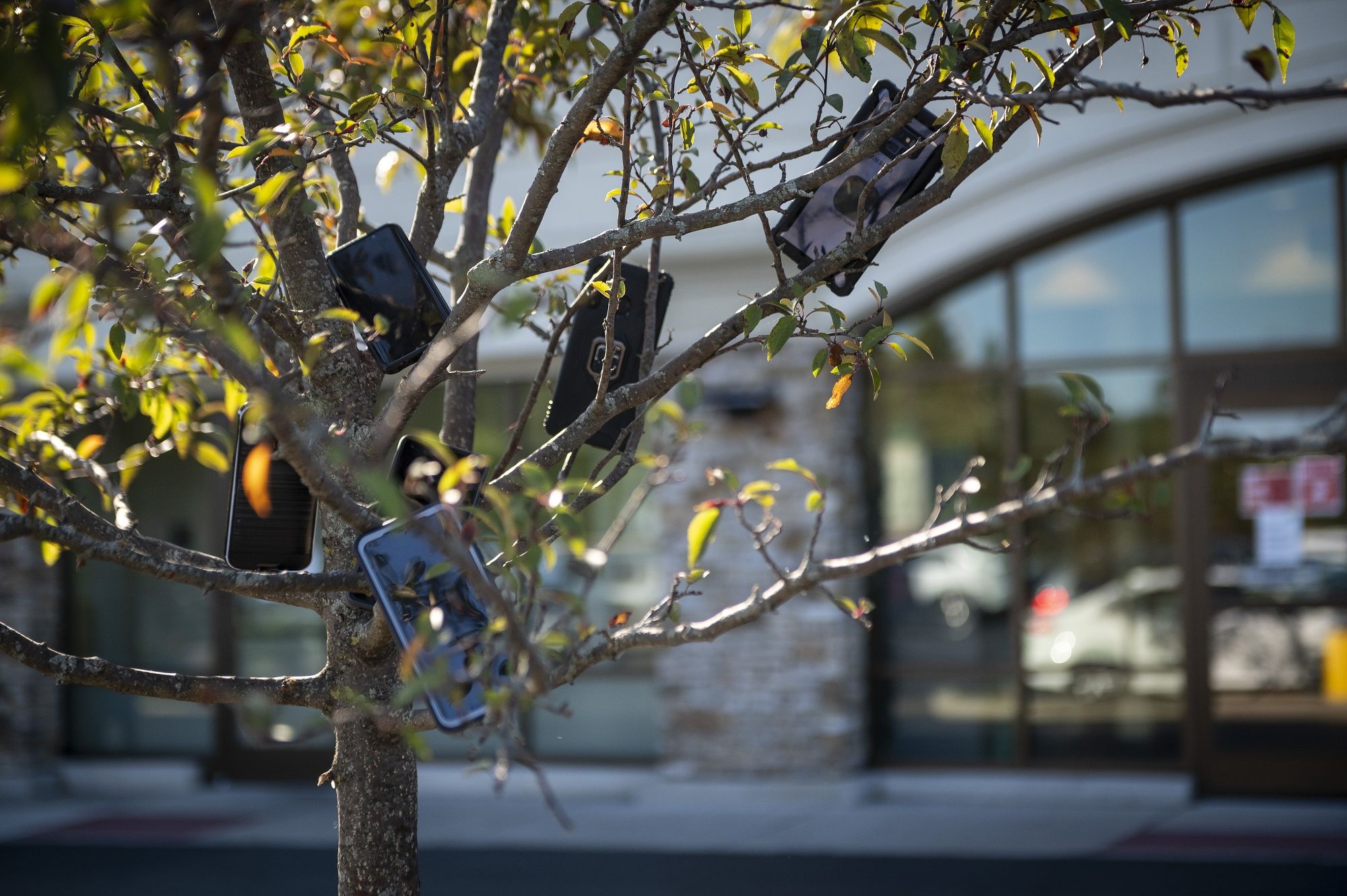 Hanging In Trees